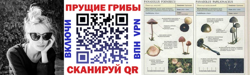 площадка клад  Сасово  Галлюциногенные грибы мухоморы 